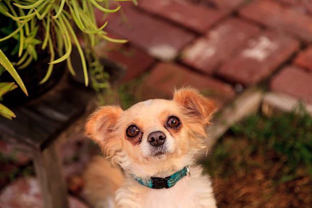 chihuahua perro de raza mixta - long haired chihuahua mixed breed dog purebred dog long hair fotografías e imágenes de stock