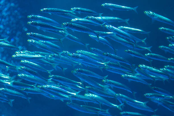 istock School of fish swimming 615390566