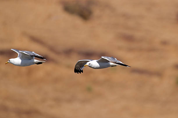 istock Pair of flying herring gulls 615391226