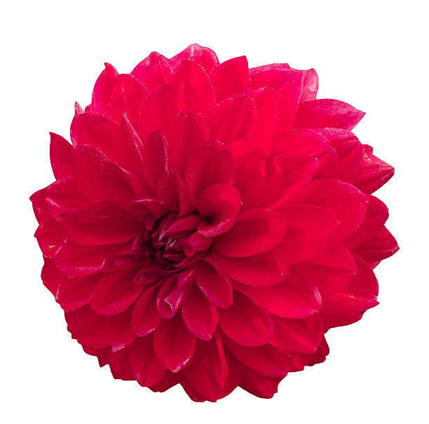 istock Bright red dahlia flower, isolated on white 615392388