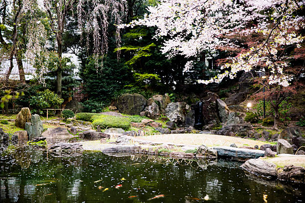 Japanese garden with skura stock photo