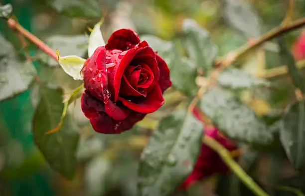 Autumn English garden in the rain. Bright red rose Bud in the drops of rain