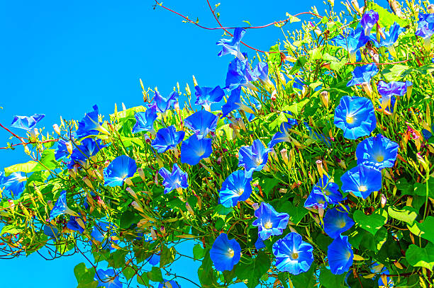 istock Heavenly blue ipomoea (morning glory) flowers 615394060