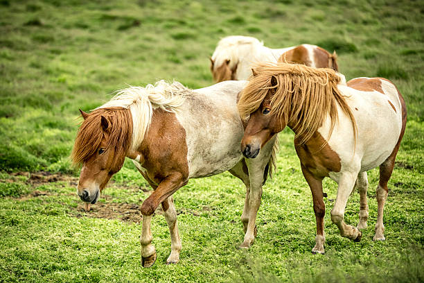 istock Icelandic Horses in a Field 615394072