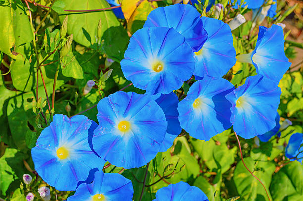 istock Heavenly blue ipomoea flowers 615394356