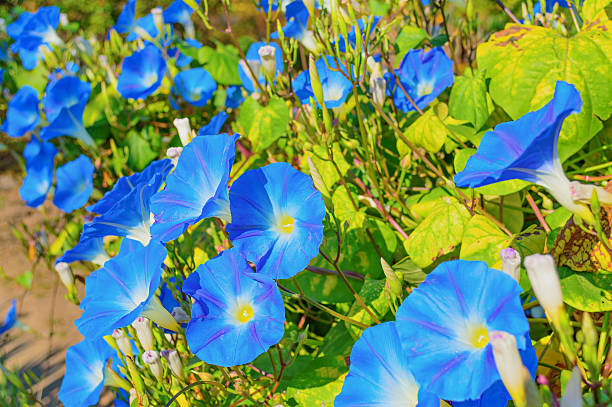 istock Heavenly blue ipomoea flowers 615394412