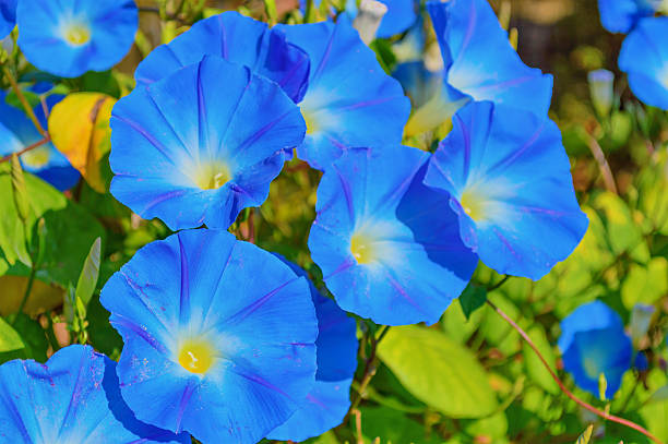 istock Heavenly blue ipomoea flowers 615394444