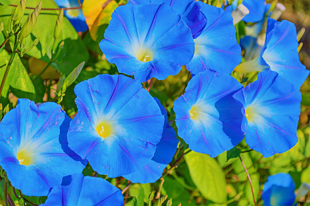 istock Heavenly blue ipomoea flowers 615394492