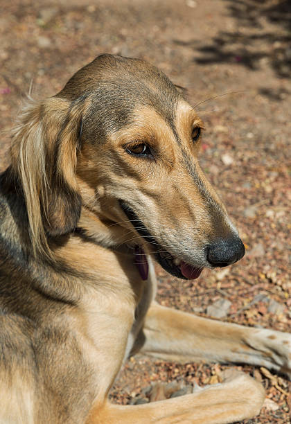 istock portrait of Afghan hound dog 615394734