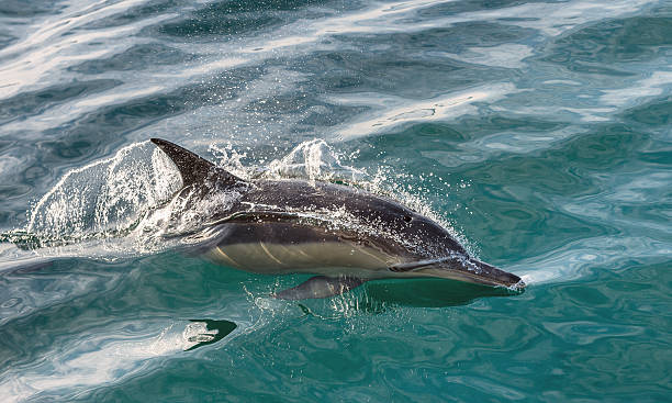 istock The swimming dolphin in the ocean 615396936