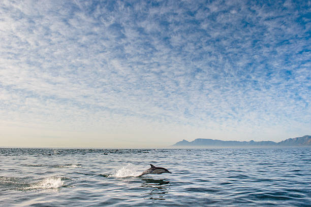 istock The dolphin in the ocean 615397316