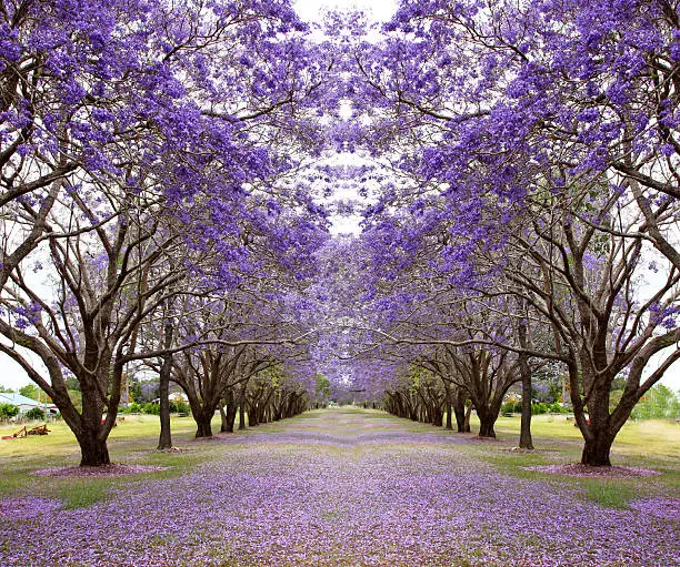 Avenue of vibrant purple jacaranda flowers on trees