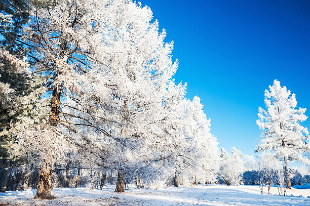 istock Trees with hoarfrost in the forest 615398196