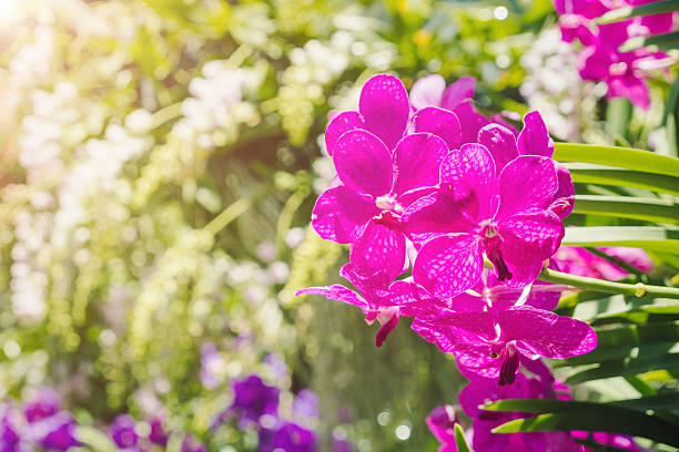 istock orchids,orchids purple ,orchids purple 615401324