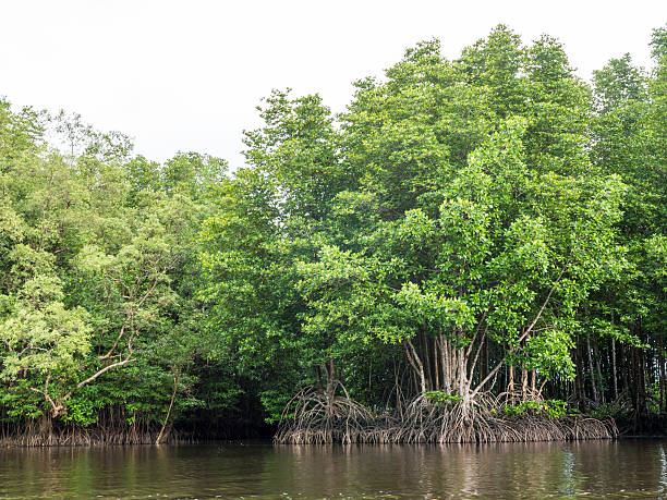 istock Mangrove forest prevents coastline corrosion in Thailand. 615402088