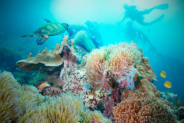 Sea Turtle and  scuba diver stock photo