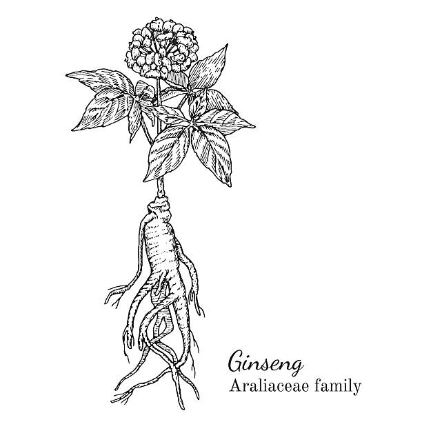 ilustrações, clipart, desenhos animados e ícones de esboço desenhado à mão de tinta ginseng - ginseng isolated root herbal medicine