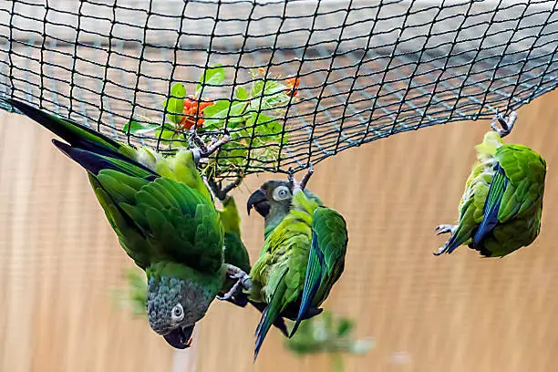 Green parrots in an aviary