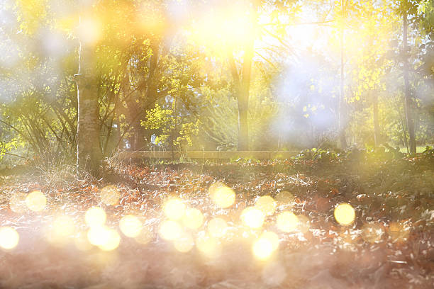 istock abstract photo of light burst among trees and glitter bokeh 615404814