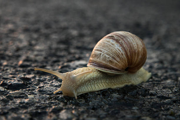 istock One escargot on the street 615406378