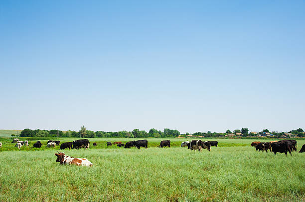 istock Herd of cows grazing 615406754