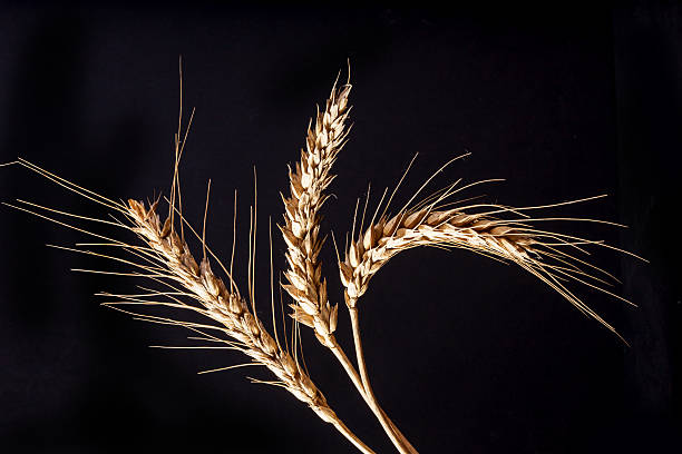 istock Ripe ears of Wheat 615407046
