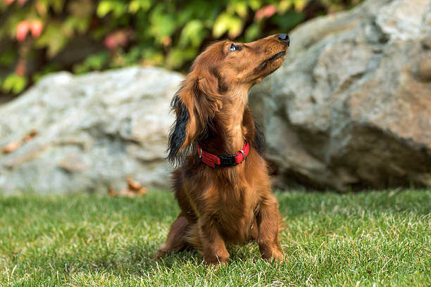 pequeño dachshund juguetón en la naturaleza - dachshund dog reliability animal fotografías e imágenes de stock