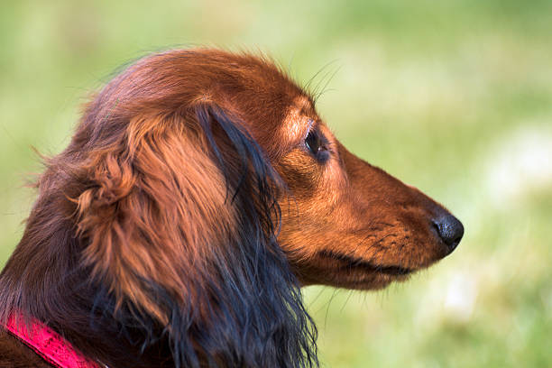 pequeño dachshund juguetón en la naturaleza - dachshund dog reliability animal fotografías e imágenes de stock