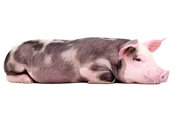 istock Cute little pig lying on the floor 615408060