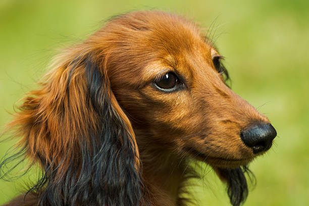 pequeño dachshund juguetón en la naturaleza - dachshund dog reliability animal fotografías e imágenes de stock