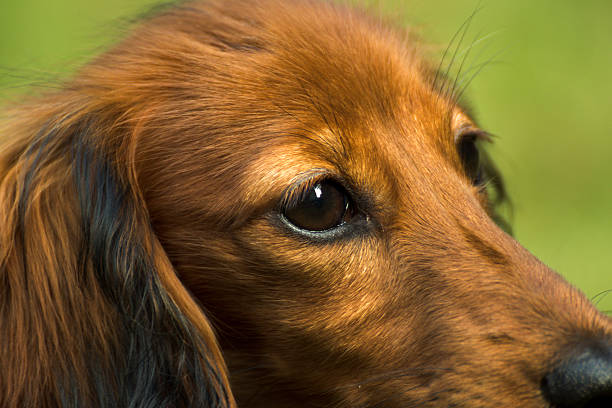 pequeño dachshund juguetón en la naturaleza - dachshund dog reliability animal fotografías e imágenes de stock