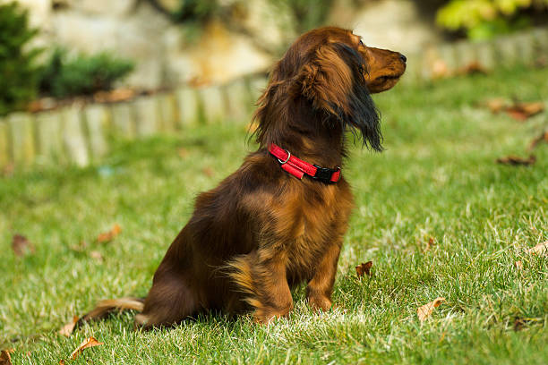 pequeño dachshund juguetón en la naturaleza - dachshund dog reliability animal fotografías e imágenes de stock