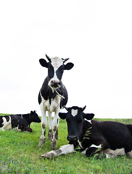 istock Group of cows on pasture 615409526