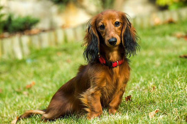 pequeño dachshund juguetón en la naturaleza - dachshund dog reliability animal fotografías e imágenes de stock