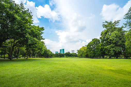Beautiful park scene in public park with green grass field, tree plant and architecture on blue sky background
