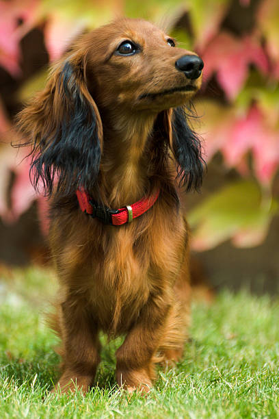 pequeño dachshund juguetón en la naturaleza - dachshund dog reliability animal fotografías e imágenes de stock