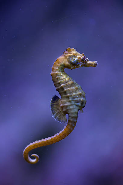short-snouted seahorse (hippocampus hippocampus). - snouted imagens e fotografias de stock