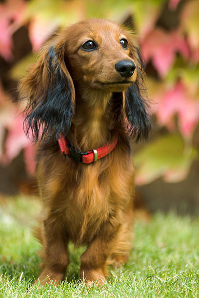 small playful dachshund in nature - dachshund dog reliability animal imagens e fotografias de stock