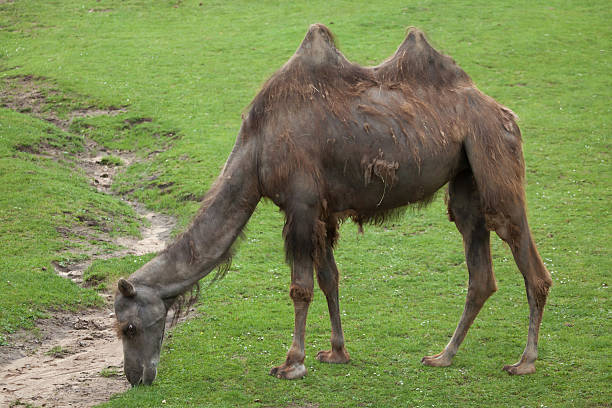 camelo bactriano (camelus bactrianus). - bactrianus imagens e fotografias de stock