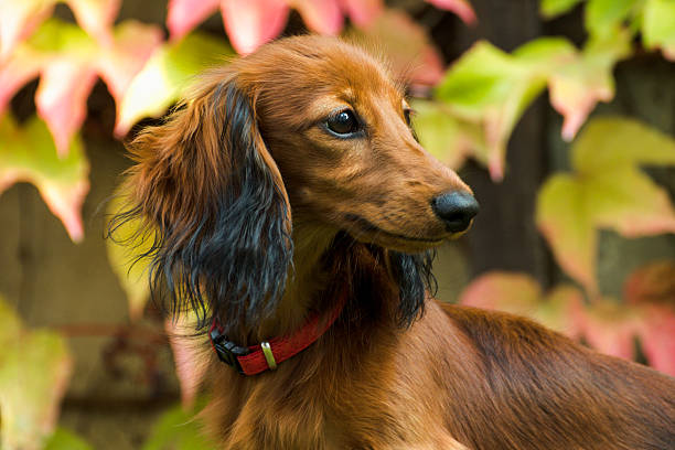 small playful dachshund in nature - dachshund dog reliability animal imagens e fotografias de stock