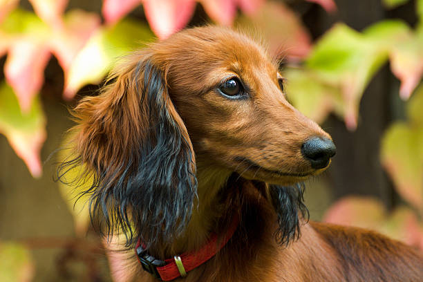 istock Small playful dachshund in nature 615411444