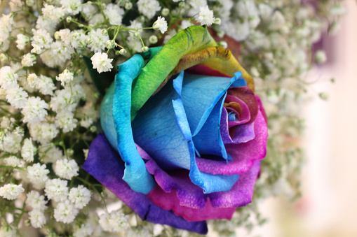 Rainbow rose LGBT love