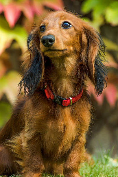 pequeño dachshund juguetón en la naturaleza - dachshund dog reliability animal fotografías e imágenes de stock