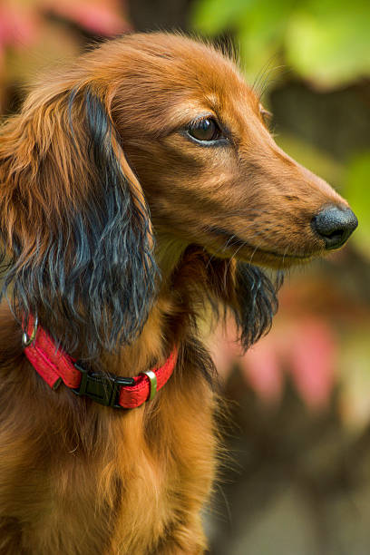 small playful dachshund in nature - dachshund dog reliability animal imagens e fotografias de stock