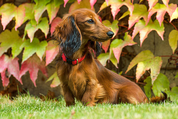 pequeño dachshund juguetón en la naturaleza - dachshund dog reliability animal fotografías e imágenes de stock