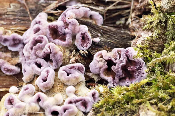 Chondostereum purpureum (Fr.) Pouz. syn. Stereum purpureum (Fr.) Fr. Purpurner Schichtpilz, Lilás réteggomba, Stereum pourpre, Silverleaf Fungus. Bracket 1.5–3cm across, 1–2cm wide, 0.2–0.5cm thick, usually several brackets fused together and overlapping; extremely undulate, tough when fresh becoming brittle when dry; upper surface covered in dense white woolly hairs in concentric bands; lower surface dark violaceous or violaceous-brown in young specimens and becoming brownish with age, drying paler (lower specimens in photograph). Spores subcylindrical, 5–8 x 2.5–3µ. Hyphal structure monomitic; generative hyphae with clamp-connections. Habitat parasitic or saprophytic on various trees, especially members of the Rosaceae. Season all year. Common. Not edible. Distribution, America and Europe.