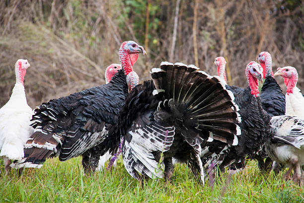 istock flock of turkeys grazing on the grass 615413420