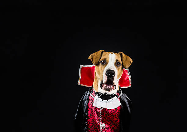 Dog dressed up for halloween in a vampire outfit posing in front of dark background