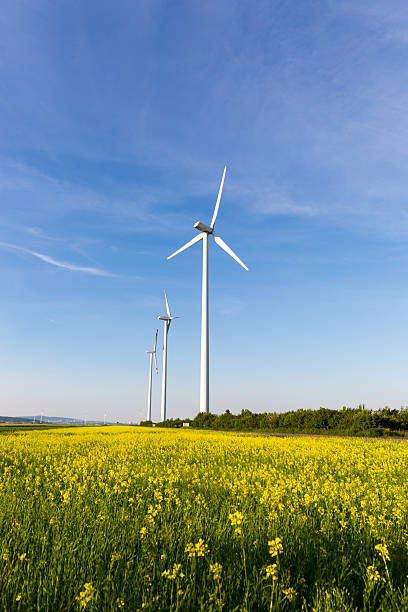 istock Beautiful fields surrounding windmills on the field with blue sky 615414200