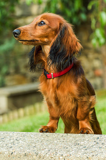 pequeño dachshund juguetón en la naturaleza - dachshund dog reliability animal fotografías e imágenes de stock